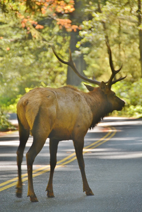elk on Drury Parkway 